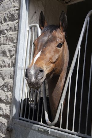 _middleham open day 38.jpg